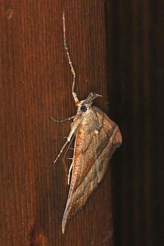 Da identificare - Hypena proboscidalis